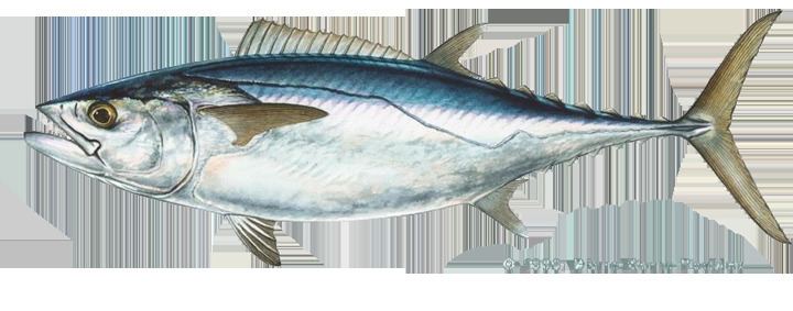 Dogtooth tuna IGFA World Record All Tackle Records Tuna dogtooth