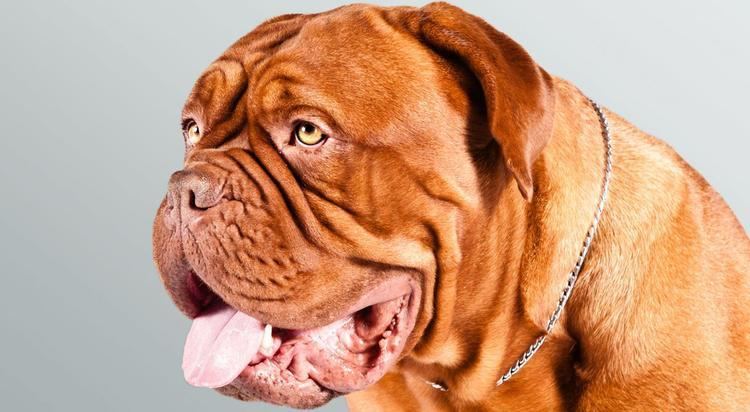 what is the difference between a french mastiff and a dogue de bordeaux