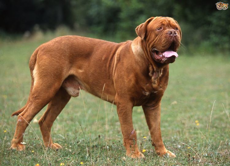 are dogue de bordeaux the same as molossers