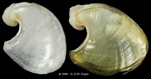 Dolabella (gastropod) Dolabella auricularia