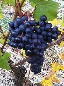 Dolcetto httpsuploadwikimediaorgwikipediacommonsthu