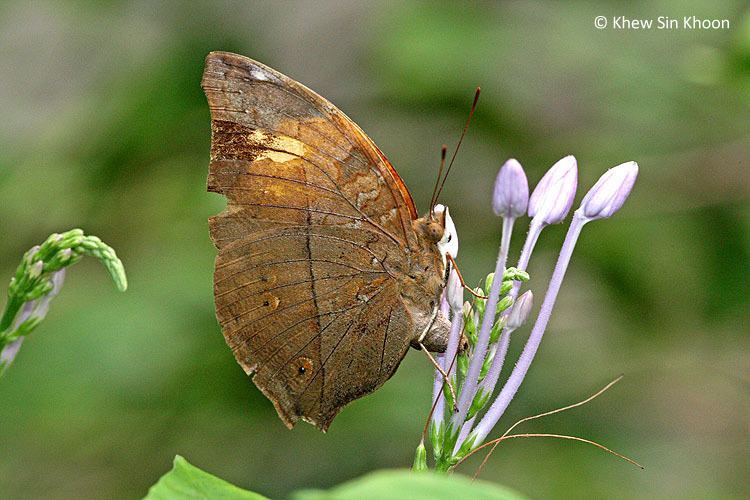 Doleschallia bisaltide ButterflyCircle Checklist