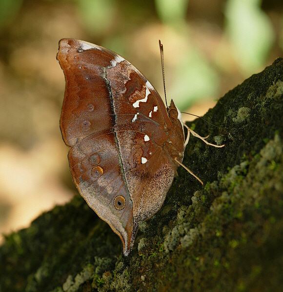 Doleschallia bisaltide Butterflies of Malaysia Doleschallia bisaltide