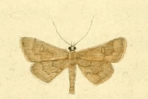 Dolicharthria aetnaealis