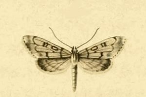 Dolicharthria bruguieralis