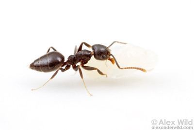 Dolichoderinae Alex Wild Photography Photo Keywords pest ants dolichoderinae