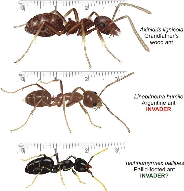 Dolichoderinae Ants of Southern Africa DOLICHODERINAE the Wood ants amp Smelly ants