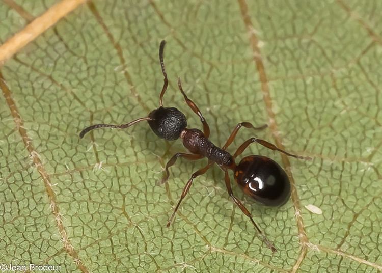 Dolichoderinae Les Fourmies du Qubec Amblyoponinae Dolichoderinae Formicinae