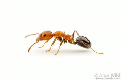 Dolichoderinae Alex Wild Photography Photo Keywords worker ants dolichoderinae