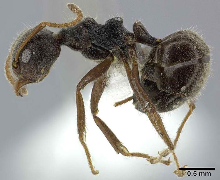Dolichoderus Taxa Antkey
