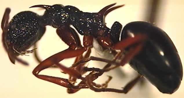 Dolichoderus Formicidae Dolichoderinae Dolichoderus