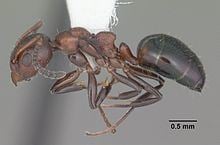 Dolichoderus pustulatus httpsuploadwikimediaorgwikipediacommonsthu