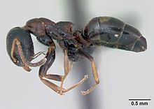 Dolichoderus quadripunctatus httpsuploadwikimediaorgwikipediacommonsthu
