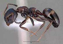 Dolichoderus sibiricus httpsuploadwikimediaorgwikipediacommonsthu