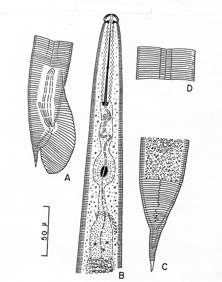Dolichodorus Family Dolichodoridae