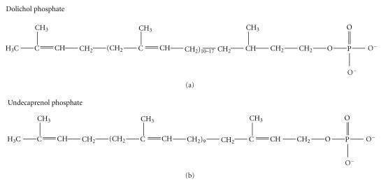 Dolichol Structures of Dolichol phosphate and Undecaprenol phosphate