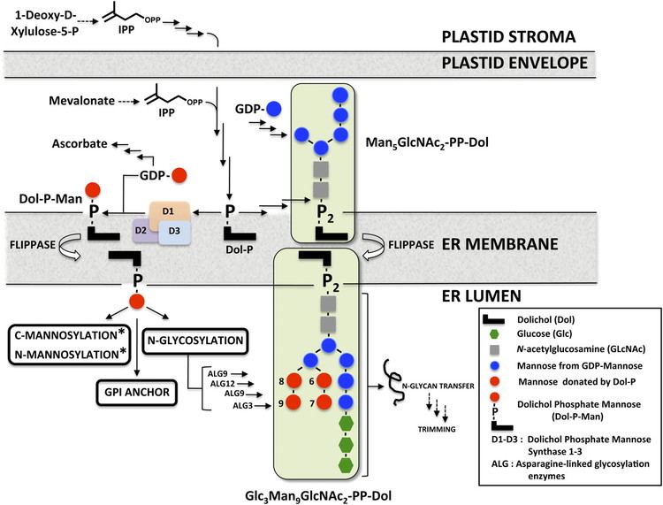 Dolichol DOLICHOL PHOSPHATE MANNOSE SYNTHASE1 Mediates the Biogenesis of