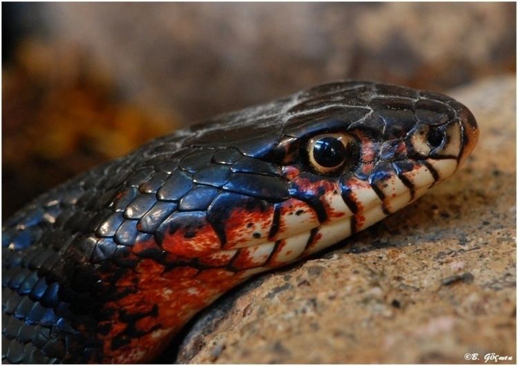 Dolichophis jugularis Dolichophis jugularis Black Whip Snake Kara Ylan Bayram