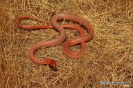 Dolichophis schmidti Dolichophis schmidti The Reptile Database