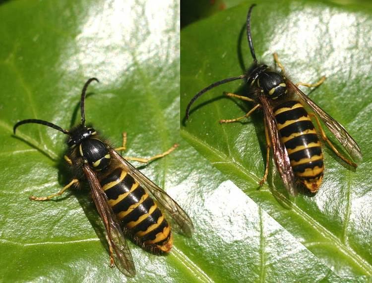 Dolichovespula Median wasp Wikipedia