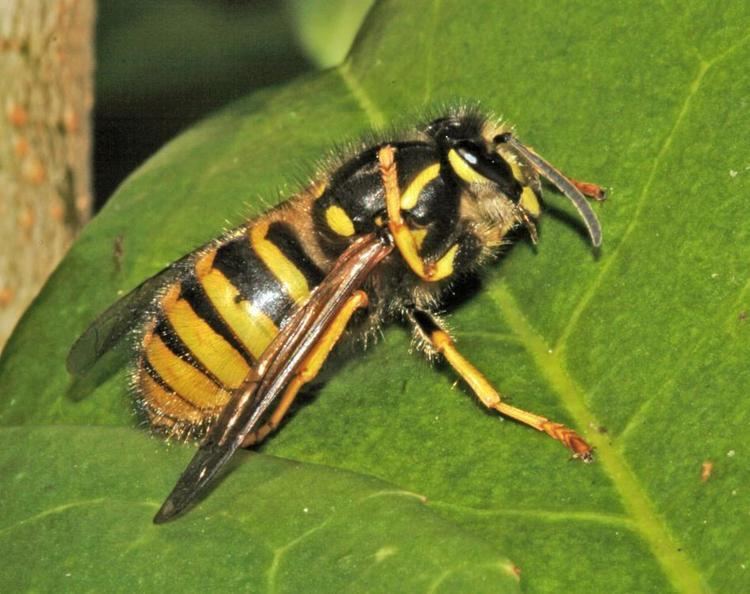 Dolichovespula Dolichovespula sylvestris Scopoli1763 BWARS