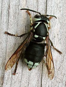 Dolichovespula httpsuploadwikimediaorgwikipediacommonsthu