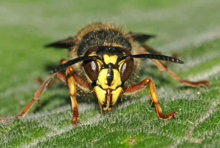 Dolichovespula Dolichovespula media Retzius1783 BWARS