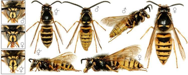 Dolichovespula Dolichovespula norwegica Fabricius1781 BWARS