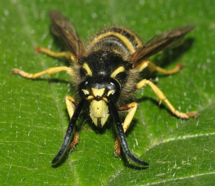 Dolichovespula sylvestris Dolichovespula sylvestris Scopoli1763 BWARS