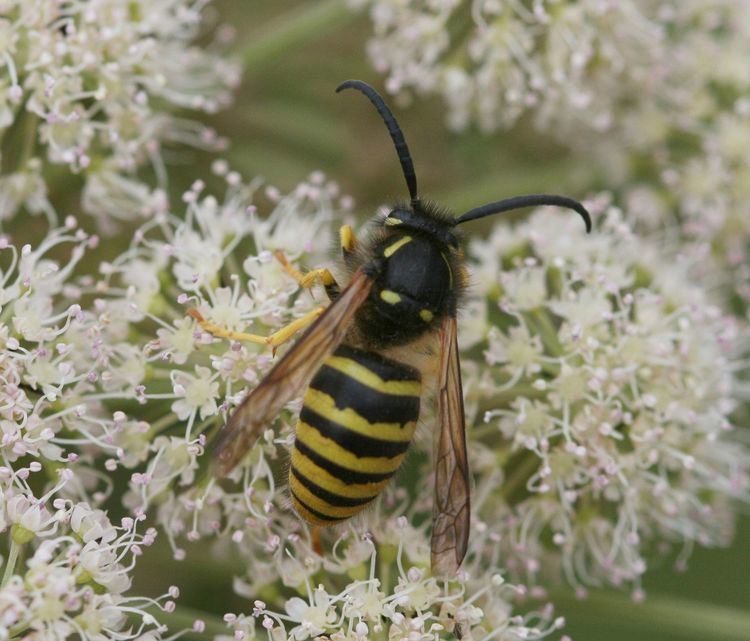 Dolichovespula sylvestris Dolichovespula sylvestris Wikipedia