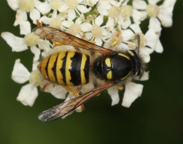 Dolichovespula sylvestris Tree Wasp Dolichovespula sylvestris NatureSpot