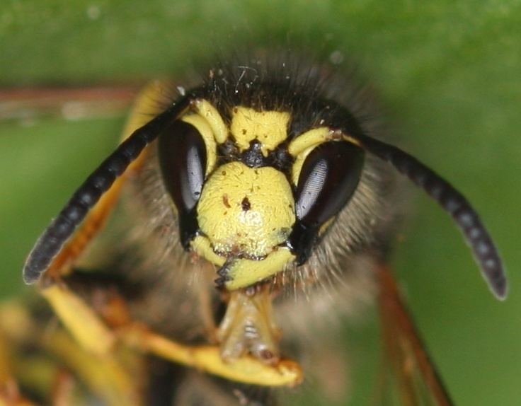 Dolichovespula sylvestris Tree Wasp Dolichovespula sylvestris NatureSpot