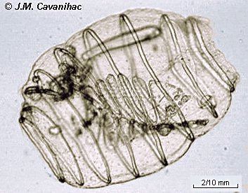 Doliolida BIODIDAC Animalia Urochordata Thaliacea Doliolida cava015pjpg