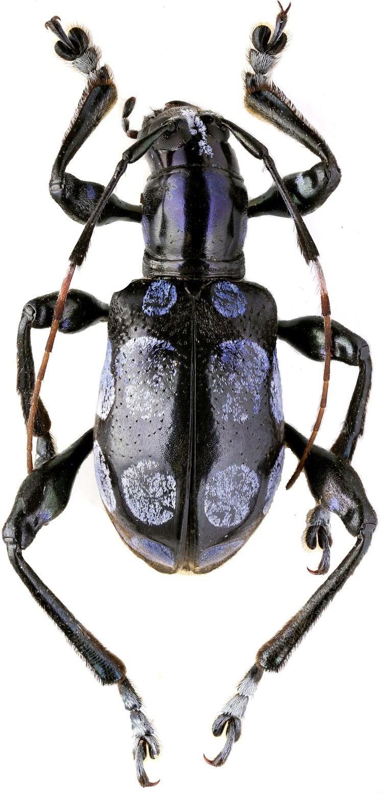 Doliops Genus Doliops Waterhouse 1841 Cerambycidae