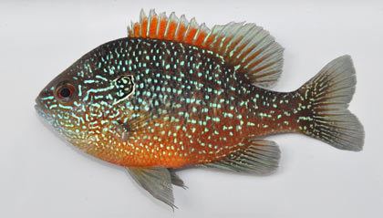 Dollar sunfish Zimmerman39s Fish North American Native Fish Price