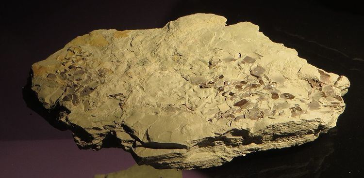 Dollopterus
