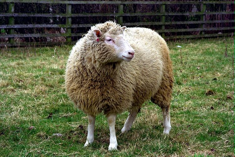 Dolly (sheep) Dolly the Sheep A celebration of Dolly the Sheep at 20