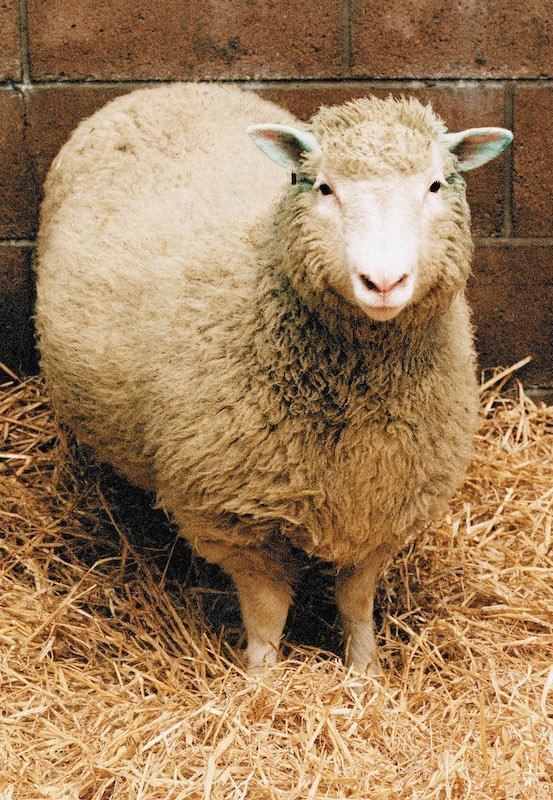 Dolly (sheep) Dolly the Cloned Sheep at 20 How It Actually Happened Timecom