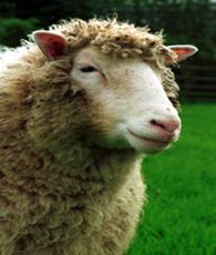 Dolly (sheep) wwwanimalresearchinfofiles7414074212581996