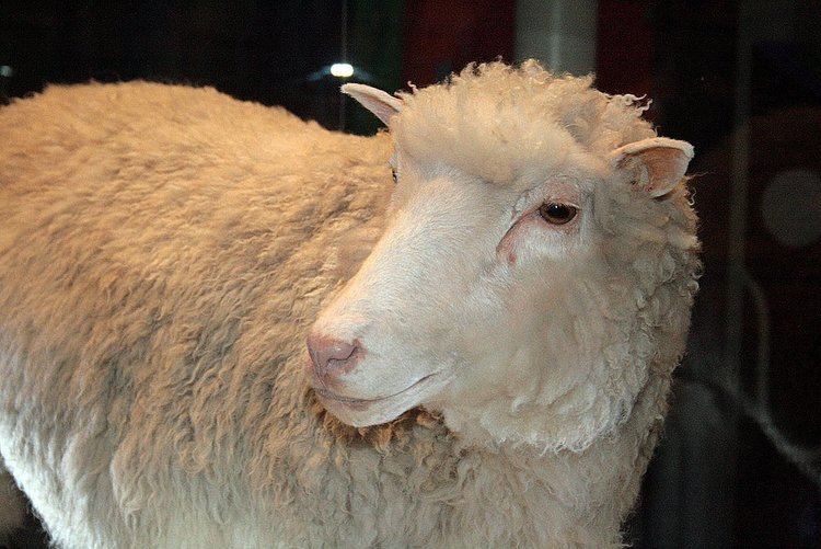 Dolly (sheep) Dolly sheep Wikipedia