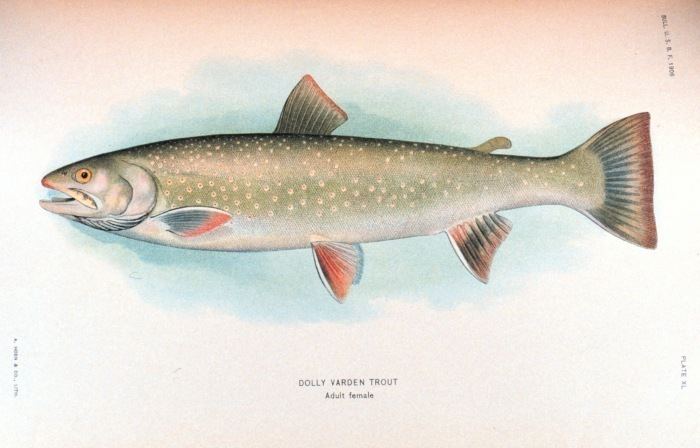 Dolly Varden trout Washington39s Native Char Washington Department of Fish amp Wildlife