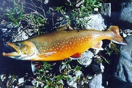 Dolly Varden trout DOLLY VARDEN TROUT