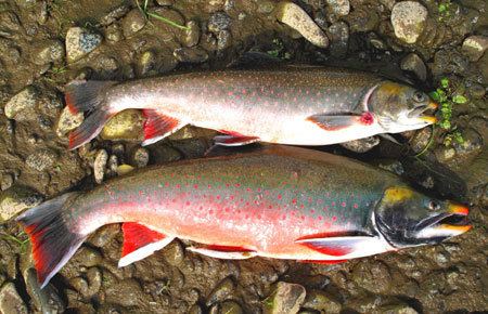 Dolly Varden trout Dolly Varden Species Profile Alaska Department of Fish and Game