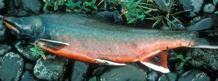 Dolly Varden trout Dolly Varden Trout Facts and Info Troutstercom