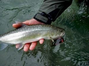 Dolly Varden trout Hello Dolly or just a bunch of bull