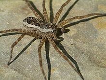 Dolomedes scriptus httpsuploadwikimediaorgwikipediacommonsthu