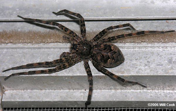 Dolomedes tenebrosus Dolomedes tenebrosus Fishing Spider