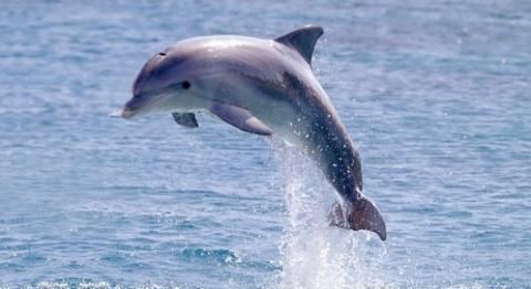 Dolphin defendersorgsitesdefaultfilesstyleslargepub