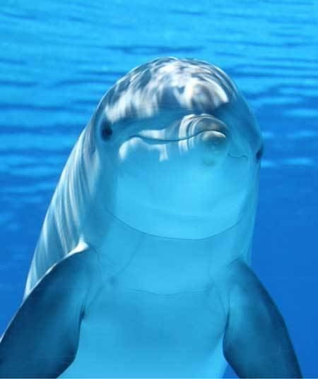 Dolphin Dolphin Facts and Information