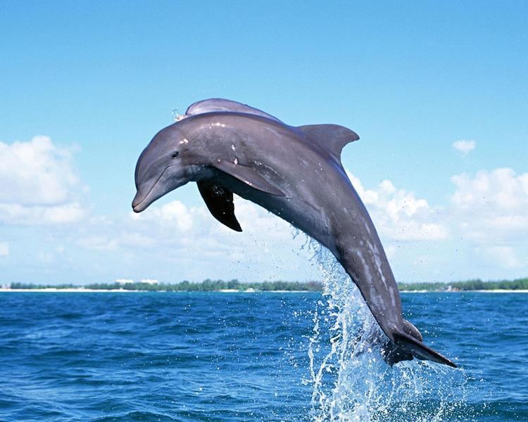 Dolphin Dolphin Pictures Images Photos